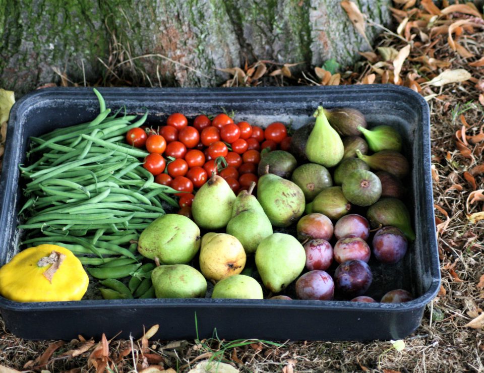 Forage in our Kitchen Garden