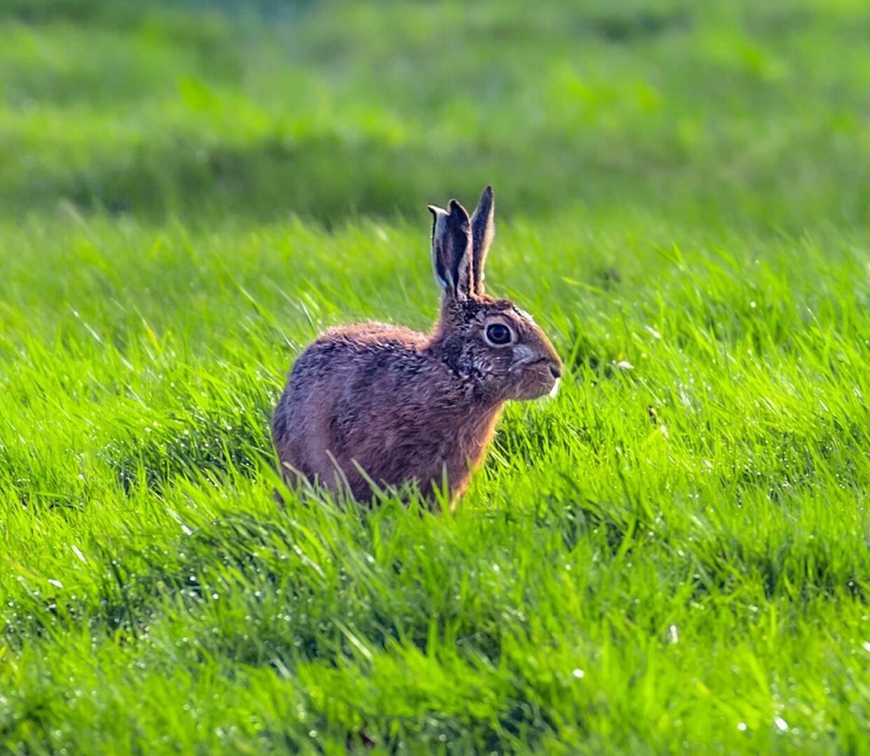 Easter Hares Hidden Here at Peplow