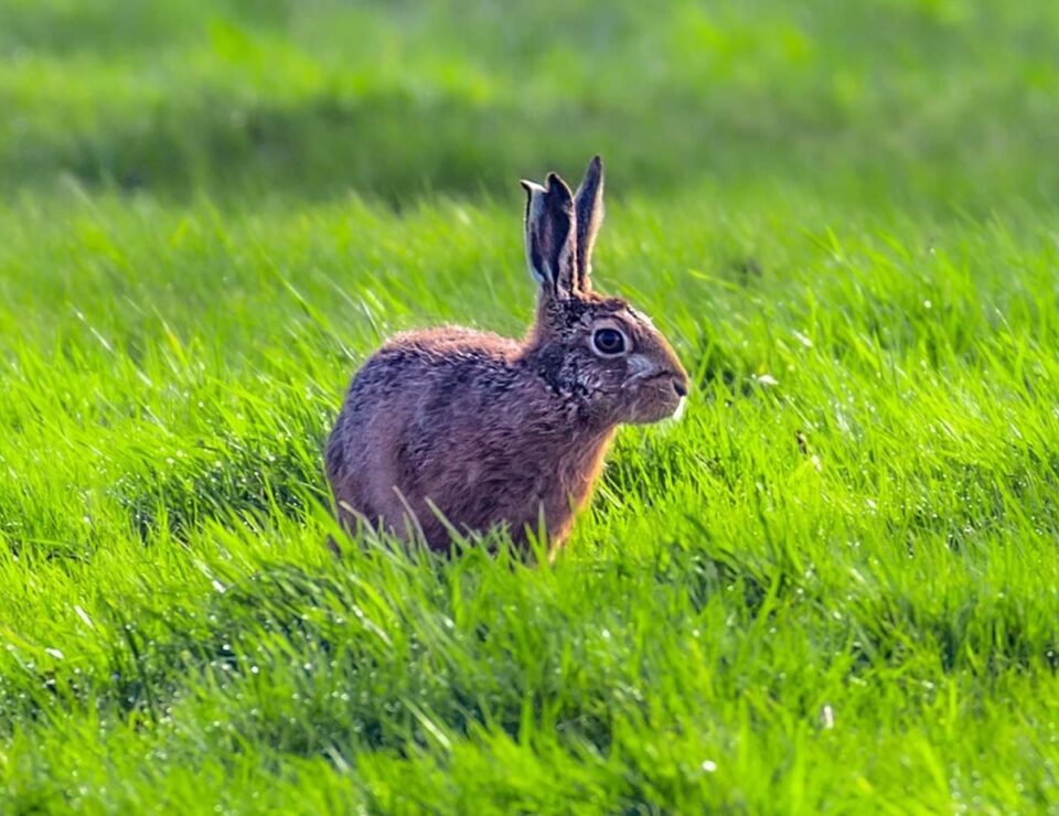 Easter Hares Hidden Here at Peplow